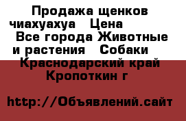 Продажа щенков чиахуахуа › Цена ­ 12 000 - Все города Животные и растения » Собаки   . Краснодарский край,Кропоткин г.